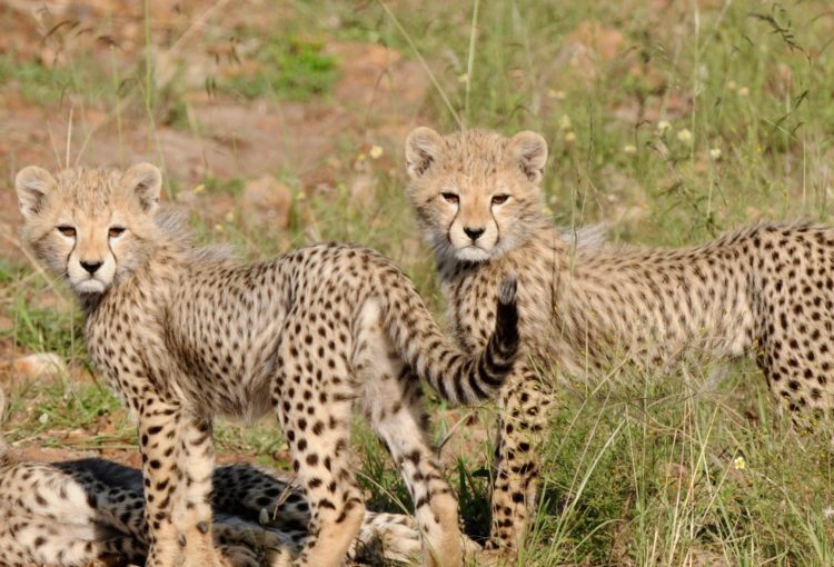 Cheetah cubs in a field in Kenya, Africa