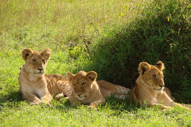 Lion cubs laying in a field in Maasai Mara