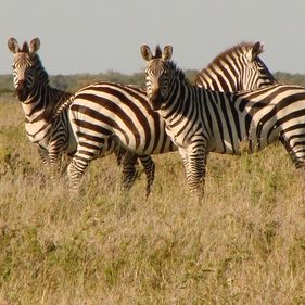 Zebras in a field in the Maasai Mara, Kenya, Africa