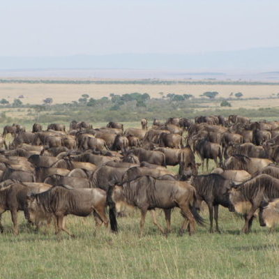 Herd of wildebeest in a field in the Maasai Mara