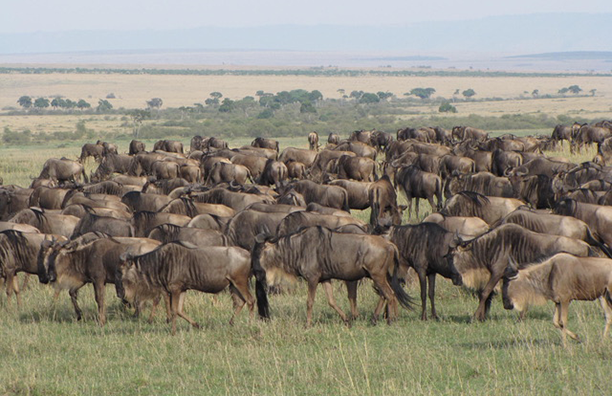 Herd of wildebeest in a field in Maasai Mara, Kenya, Africa