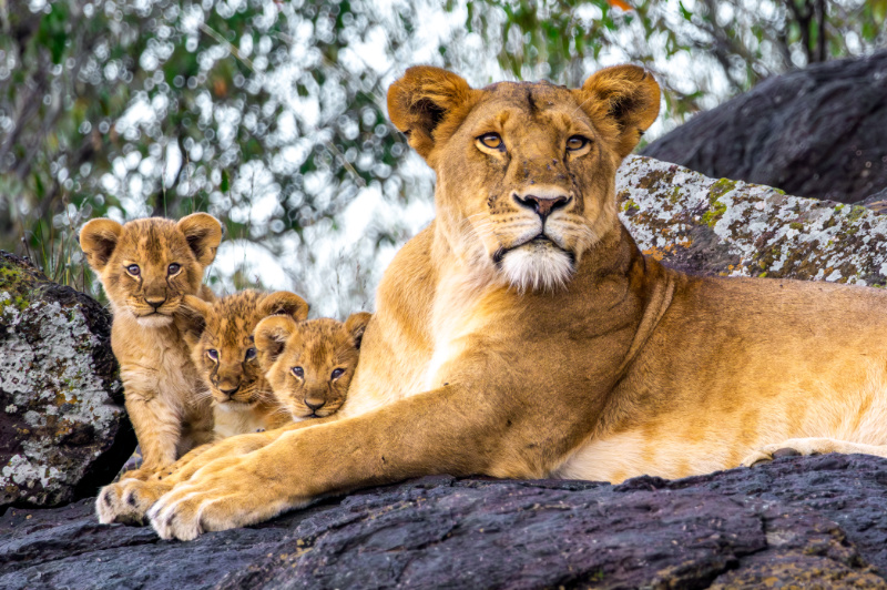 Lioness and cubs in the Masai Mara
